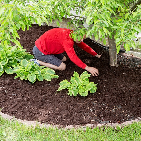 mulch installation can effectively prevent soil erosion and protect your plants' root systems